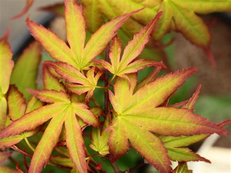 Diana Japanese Maple Conifer Kingdom