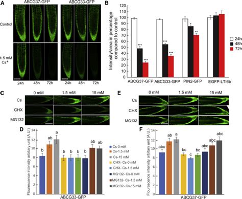 Atp Binding Cassette Proteins Abcg And Abcg Function As Potassium