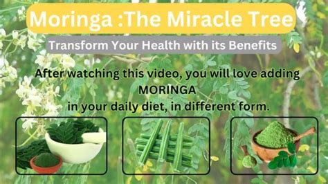 Moringa The Miracle Tree Benefitsusesnutrition I Facts You Should