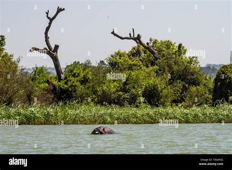 Hippo Looking Out Of The Water In Lake Tana Ethiopia Stock Photo Alamy