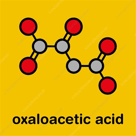 Oxaloacetic Acid Metabolic Intermediate Molecule Stock Image F029