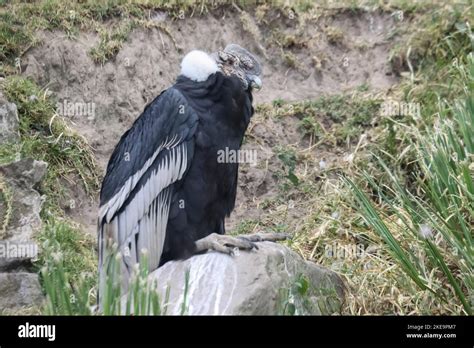 Andean Condor Vultur Gryphus Parque Condor Condor Park Otavalo