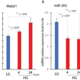 Hyperglycemia Induces Malat And Reduces Mir Gene Expression In