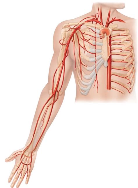 Arteries Upper Limb Diagram Quizlet