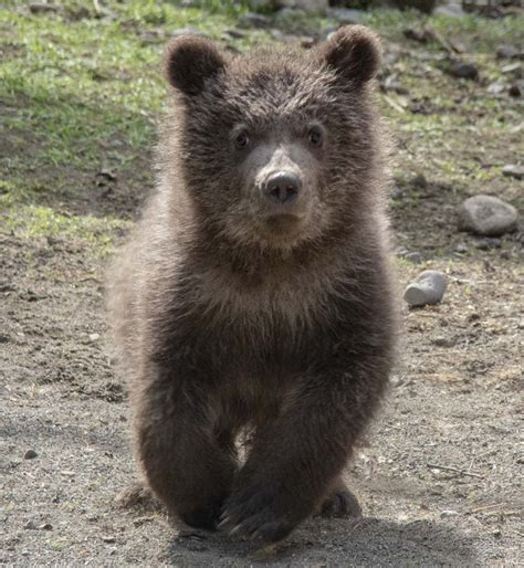 Grizzly cubs are coming to Northwest Trek Wildlife Park