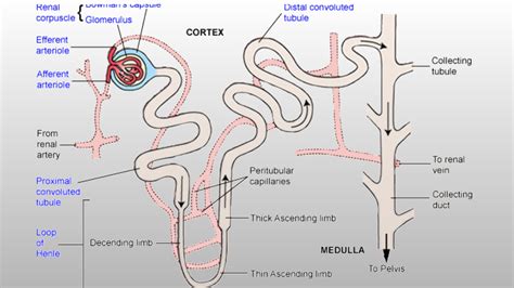 Physiology Of Urine Formation Pharmacy Gyan