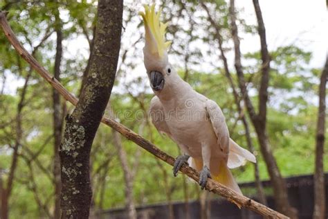 Sulphur Crested Cockatoo On A Tree Bruch Stock Image Image Of