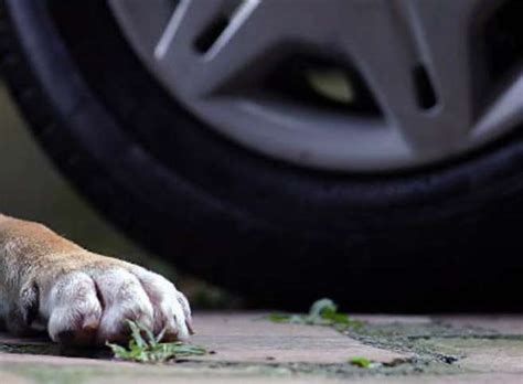 Indignación por conductor que atropelló a un perrito y luego huyó del