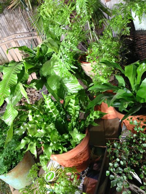 Chris H Olsen Online Blog Delicate Indoor Ferns That Are Easy To Grow