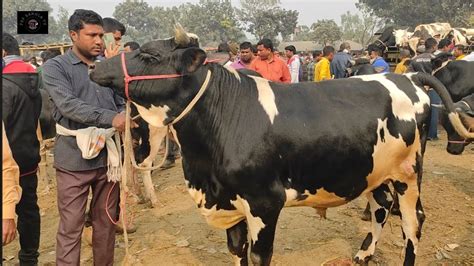 আজ ২৭ ডিসেম্বর কত টাকা মন দরে মাংসের বড় বড় ষাঁড় গরু কেনাবেচা