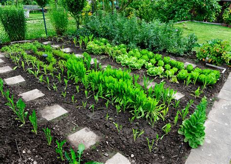 Gemüsebeet im Garten anlegen Rebein Garten und Landschaftsbau GmbH