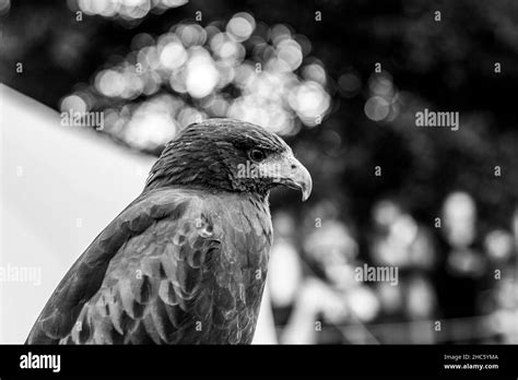 Close Up Shot Of An Eagle Isolated On A Blurred Background In Grayscale