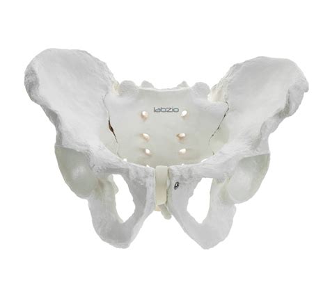 Buy Labzio Male Pelvis Skeleton Model Anatomically Correct Life