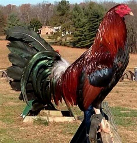 Kelso Albany Game Fowl Chickens And Roosters Rooster Breeds