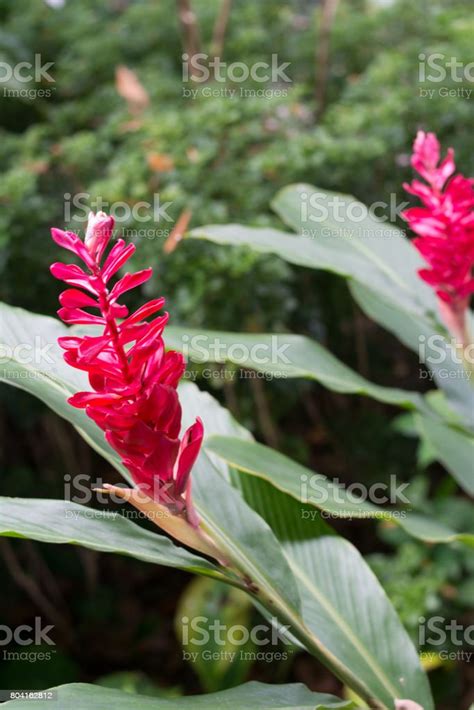 열 대 안뜰 식물입니다 붉은 생강 Alpinia Purpurata 관목에 대한 스톡 사진 및 기타 이미지 관목 기후 묘사