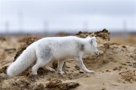 Raposa Do Rtico Vulpes Lagopus Na Tundra Selvagem Raposa Do Rtico