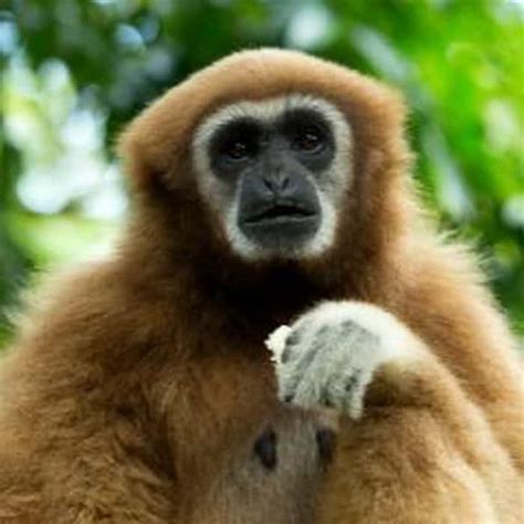 Abbotts Gray Gibbon Characteristics Hylobates Abbotti Facts