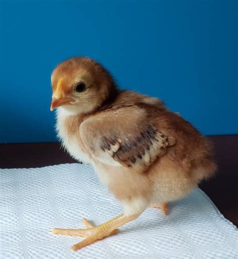 Rhode Island Red Chickens For Sale 1 Trusted Vendor