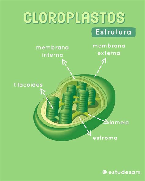 Estrutura Morfologica Do Cloroplasto Detalhes Científicos