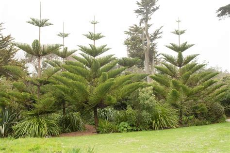 Araucaria Heterophylla Norfolk Island Pine