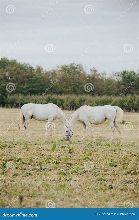 Two White Horses Grazing In The Field Attaching Their Heads Vertical