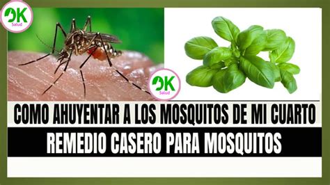 COMO AHUYENTAR A LOS MOSQUITOS DE MI CUARTO REMEDIO CASERO PARA