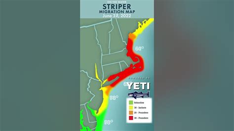 2022 Striper Migration Recap Will This Year Be Earlier Or Later