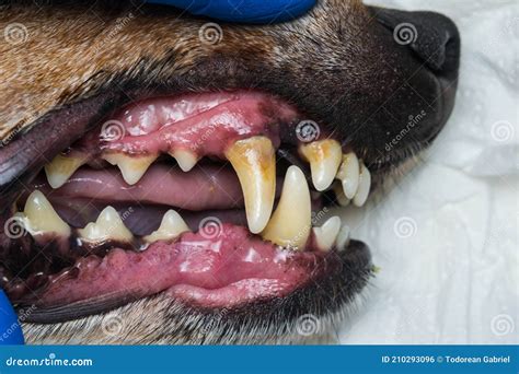 Close Up Photo Of A Dog Teeth With Tartar Or Bacterial Plaque Stock