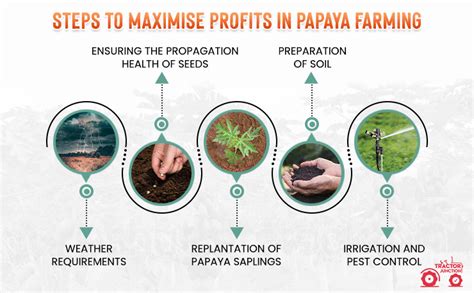 Papaya Farming: A Lucrative Business Opportunity