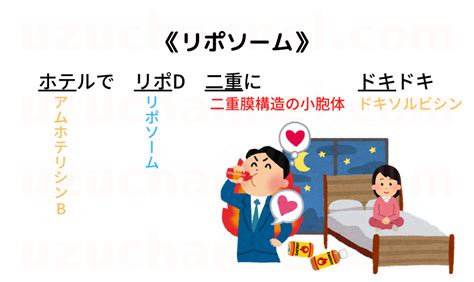 【ゴロ】リポソーム ゴロナビ〜薬剤師国家試験に勝つ〜