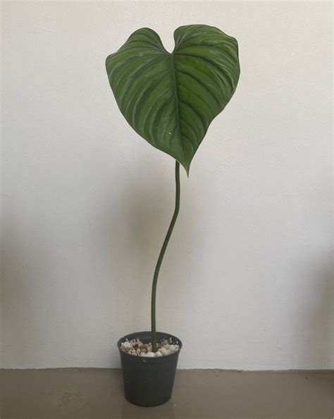 Philodendron Sp Colombia Cutting Furniture Home Living Gardening