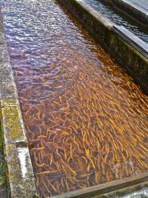 Bowden National Fish Hatchery Almost Heaven West Virginia