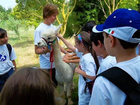 Passeggiate Con Alpaca Viterbo A Partire Da 12 Freedome