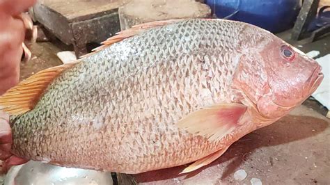 Amazing Giant Red Snapper Fish Cutting In Local Fish Market Fish