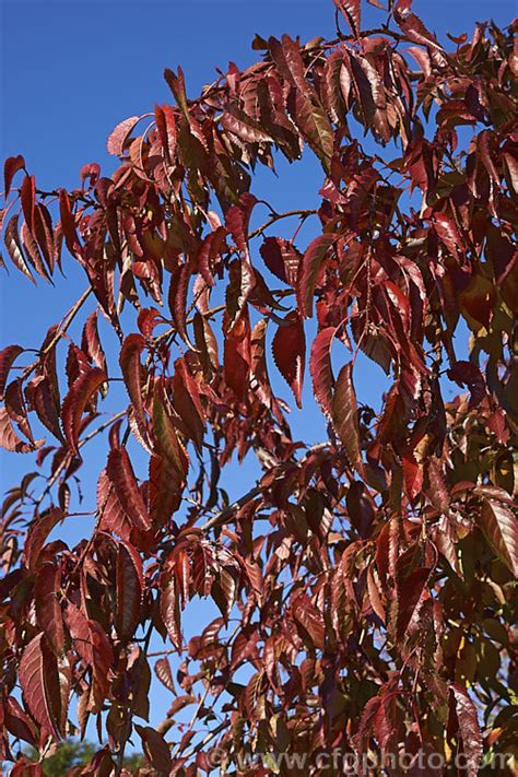 Prunus Subhirtella Var Pendula Photo At Pictures Of Plants Stock Image