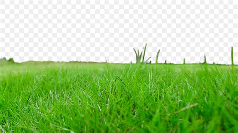 Realistic Grass PNG Transparent Grass Realistic Green Nature