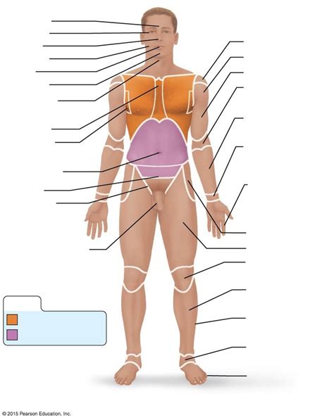 Body Terms Front Diagram Quizlet