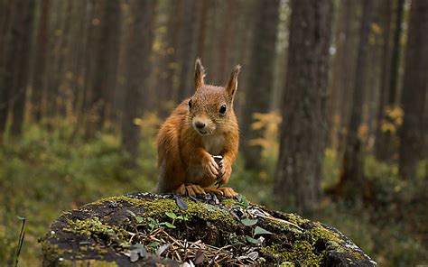 Squirrel in forest wallpaper | animals | Wallpaper Better