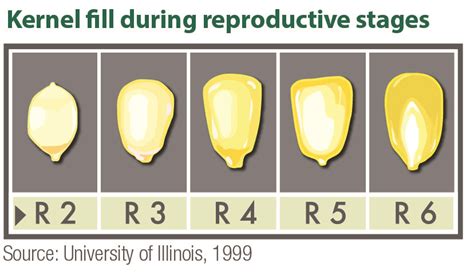 Determining Corn Growth Stages