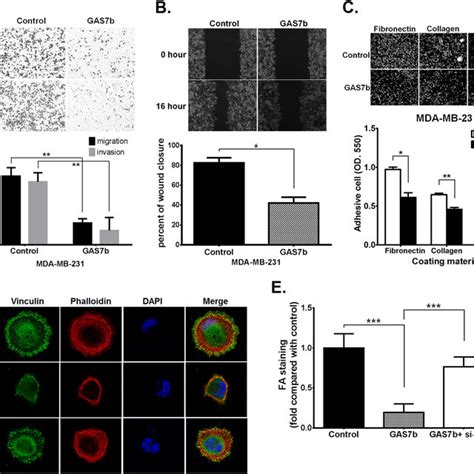 Gas7b Inhibits Mda Mb 231 Breast Cancer Cell Migration Invasion Cell