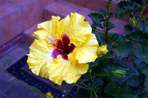 Hibiscus At Avondale New Zealand Stephen Satherley Flickr