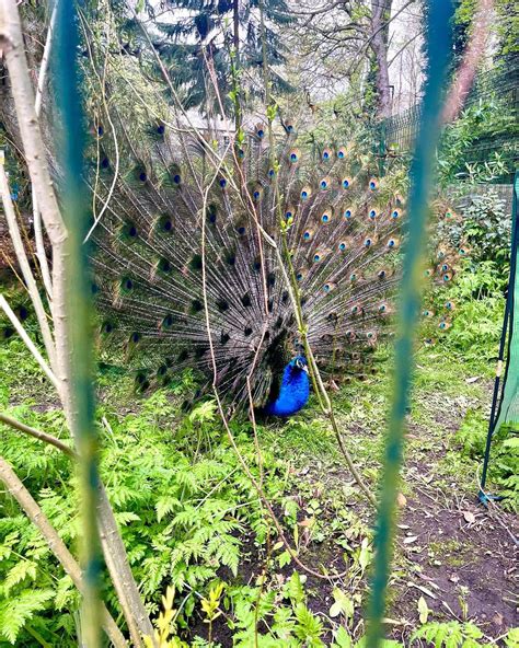 Beautiful Peacock I Saw Today R Peacocks