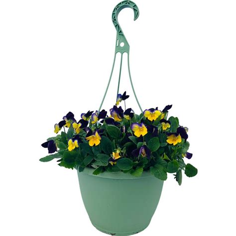 Pansy Trailing Pansy Freefall Sundown From American Farms