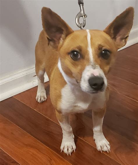 Jack Russell Terrier Puppies For Sale | Winston-Salem, NC #344611