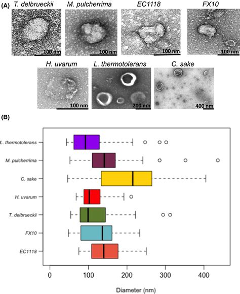 Proteomic Characterization Of Extracellular Vesicles Produced By