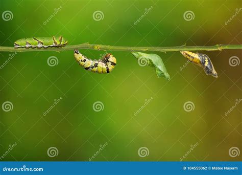 Lime Butterfly Papilio Demoleus Life Cycle Stock Photo Image Of