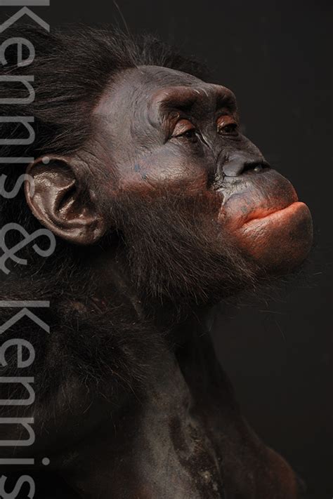 Australopithecus Afarensis Lucy Kennis Kennis Reconstructions