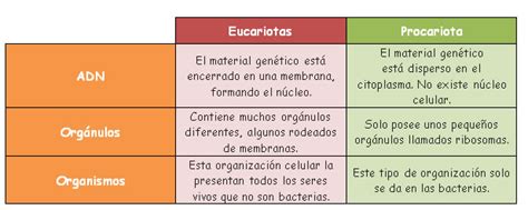 Cuadro Comparativo De Las Partes De Las Celula Eucariota Hot Sex Picture