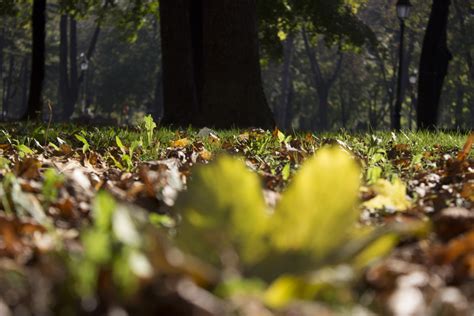 Free Images Landscape Tree Nature Forest Grass Outdoor