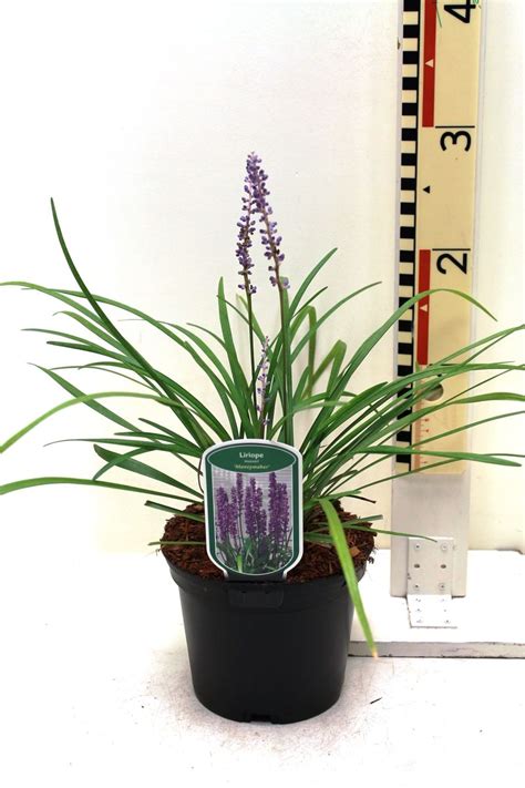 Liriope Muscari Moneymaker — Plant Wholesale Floraccess
